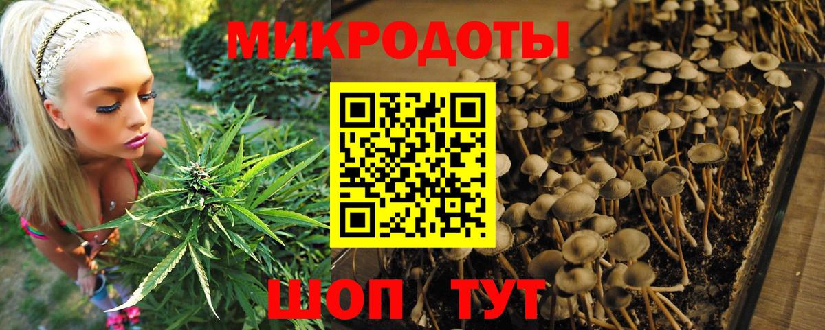 Краснодар  Псилоцибиновые грибы Psilocybe  Вход с VPN 